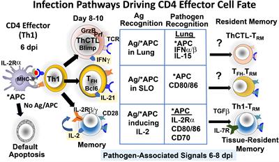CD4 memory has a hierarchical structure created by requirements for infection-derived signals at an effector checkpoint